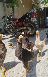 جوجه لاری سه ماهه به علت نداشتن جا به فروش می‌رسد