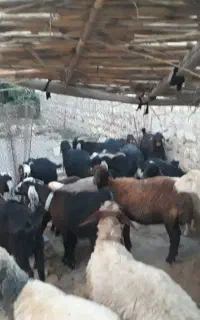 بز  بزغاله همه توشتیر مال داشتی دولمنی شیرا مالچه