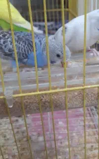 مرغ عشق