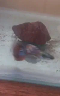 بچه ماهی