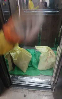 کبوتر پیدا شده