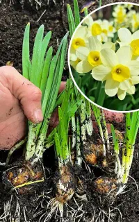 پیاز گل نرگس به صورت عددی