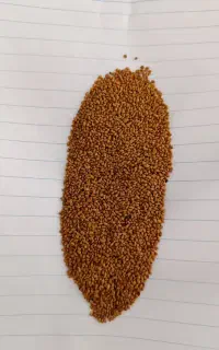 بذر یونجه
