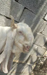 پازن گلابی درجه یک