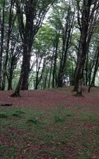 سمپاشی درختان میوه و باغات و منازل