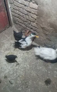 دوعدداردک محلی ودوععدبوقلموماده محلی به فروش میرسد