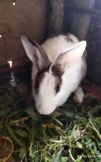 خرگوش