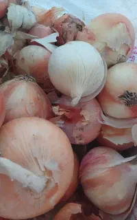 پیاز درج ۱