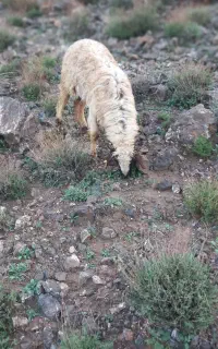 نیازمند چوپان