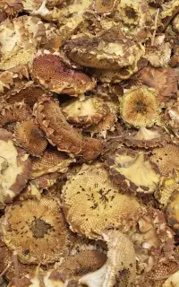 طبق آفتاب گردان