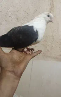 کبوتر زینتی