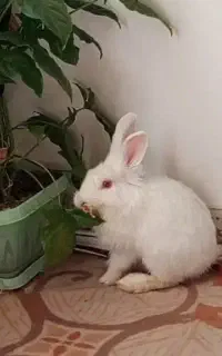 خرگوش