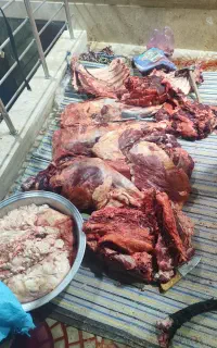 سلاخی بز و گوسفند(سیار)