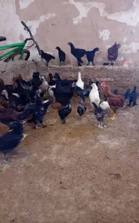 نیمچه  مرغ وخروس زیبا