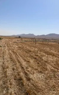 فروش کلش گندم