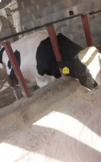 دو عدد گوساله نر چاق