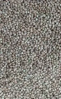 فروش شادونه تازه