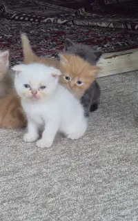 گربه کوچولو