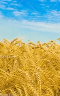 گندم بذری سالار