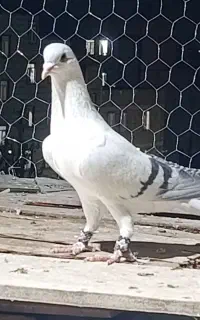کفتر ساده سبز ، نر