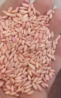 گندم دیم بذری