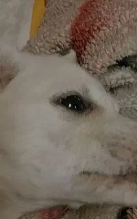 پامرانین Mix شیتزو در حد رایگان