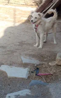 واگذاری سگ پاکوتاه