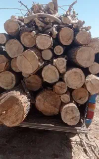 خرید انواع چوب. هرس و قطع درخت