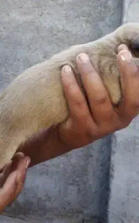 سگ پا کوتا