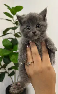 بلوی جذاب ( بریتیش )
