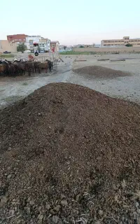 کود گوسفندی