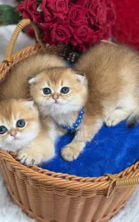 مجموعه گربه های ایران کتز