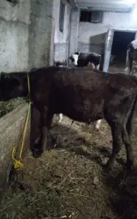 دو عدد گوساله نر