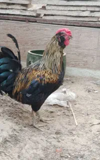 خروس