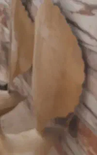 علم طاوس طرح حسن صفر