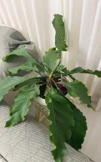 گل آنتوریوم (Anthurium)