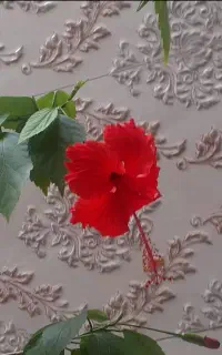 گل ختمی چینی