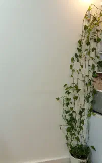 گل پتوس