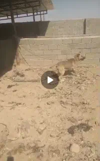 سگ سرابی