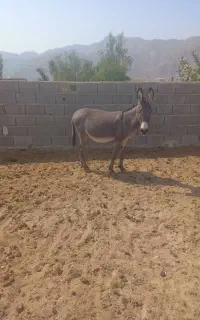 الاغ فروشی برای بار