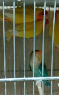 طوطی کوتوله صورت هلویی زرد نر و ماده