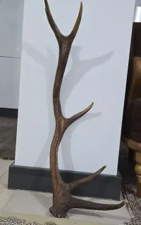 شاخ عتیقه کلکسیونی