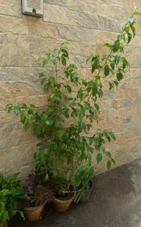 گل بنجامین سالم و پرپشت