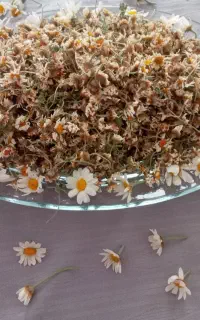 کلکسیون (گل بابونه