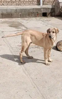 پژدر 6ماهه نر درج یک