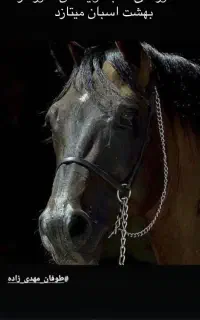 معاوضه کره اسب