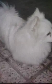 سگ پامر