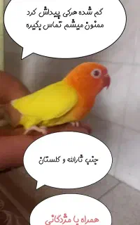 طوطی کوتوله برزیلی.ثارالله‌و‌گلستان.گم‌کردم