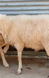 قوچ سنجابی اصیل