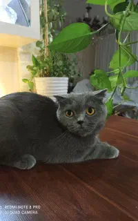 گربه اسکاتیش بلو ماده